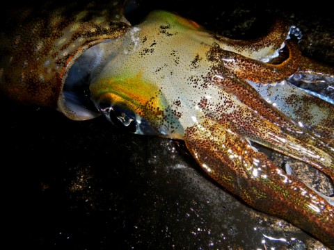 46cxk2giitdiwihfy57k_480_480-0b2d3170.jpg