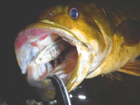 46mnp26mvug3r2skapw8_480_480-abb5d785.jpg