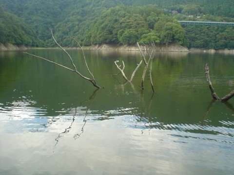46pzts957izcwf4r23zd_480_480-a69774cc.jpg
