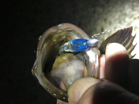 47ftepixpkoegokshg4a_480_480-9b252747.jpg