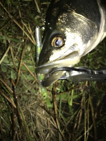 47jr24gdtwampuf3d65z_360_480-29bcfa86.jpg