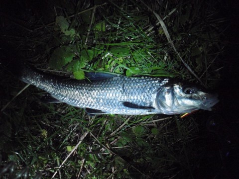 47oObEvUZVbowYZKCwwy_480_480-52612127.jpg