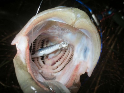 47pwtf3ganzh46ejfpy3_480_480-4c089b68.jpg