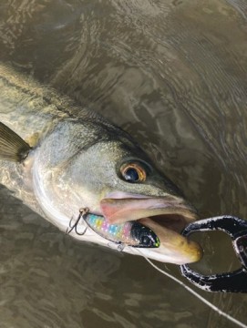 47wtjsz7xir9v6mkax8e_361_480-0e4dfd56.jpg