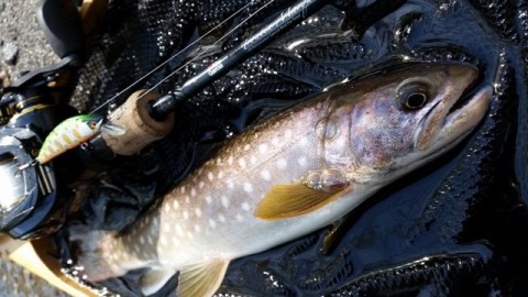 47xceckizkukwofn9fac_480_480-871ea502.jpg