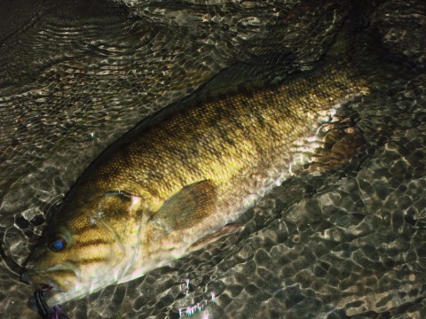 48kpzywzec7mm96hdvbo_480_480-033d6cf6.jpg