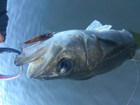 48opz5s3jgsuswwotuzc_920_690-d4b19e84.jpg