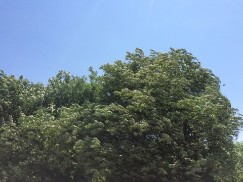 49ahscfonhrpy3mszeta_480_480-99b23797.jpg