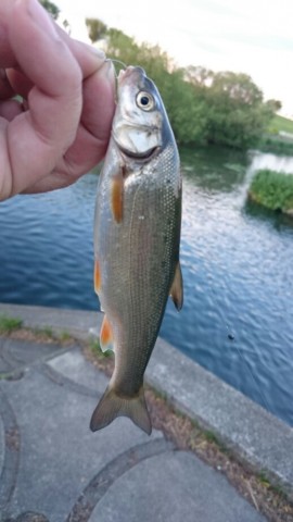 49ttvneyn8bmjdyuo9u6_518_920-ea3c6829.jpg