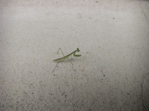 4LPXyP9689ZdKDhFykzg_480_480-b52809b9.jpg