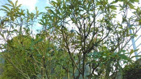 4afdibmc393bpvty54cm_480_480-73f176ce.jpg