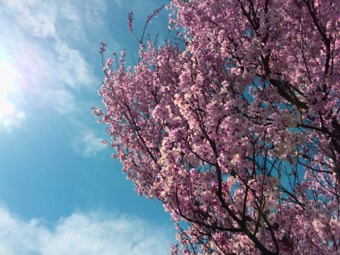 4avfbczugt26pygv42g7_480_480-1c2d288c.jpg