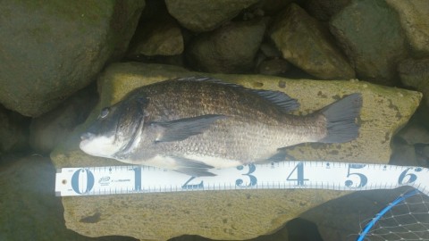 4bait3p9rbekgdyi6jjm_480_480-8a175213.jpg