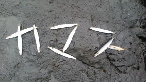 4d735xorf4g38ztvczx8_480_480-6fd727f8.jpg