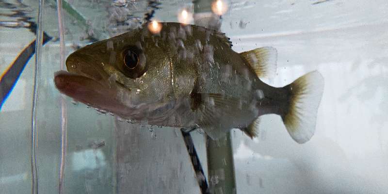 そくめんの釣行記 スズキの淡水飼育