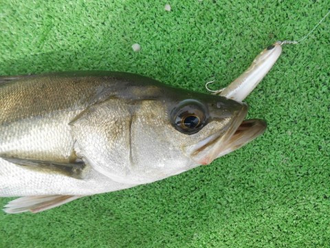 4d8z3xyxnhurrudiuxa3_480_480-7c3b9dc6.jpg
