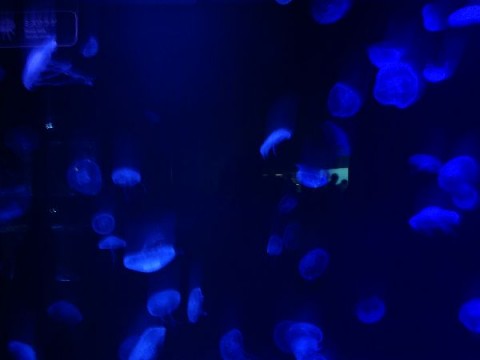 4drivk9f23d7vxtdgymu_480_480-94370e1e.jpg