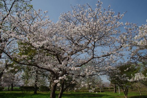 4eif9rw7dai647sd2k33_480_480-54283f73.jpg