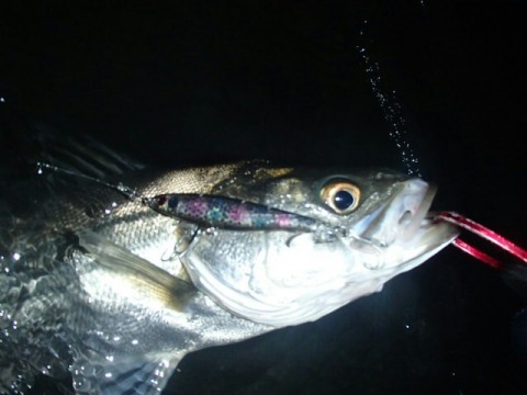 4ernmrsr8f99oivdw7y2_640_480-d84702bd.jpg