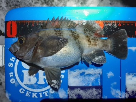4faetx7k4nhkjo5ikd78_480_360-26c07ea7.jpg