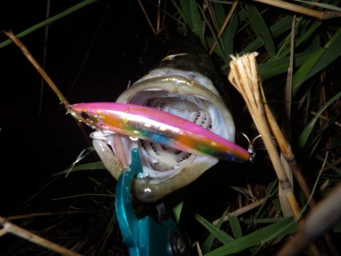 4fkwzwskb8esrtezkaii_480_480-b84705ee.jpg