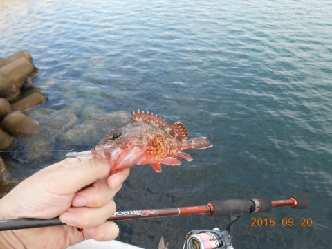 4fwdbc4gvmm5ufered6v_480_480-126bcac8.jpg