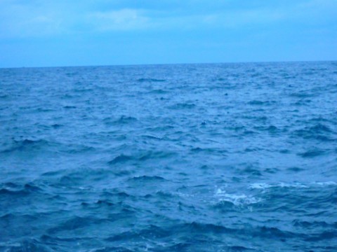 4gcvb84u2aczuhb9pfpz_480_480-1e704e74.jpg