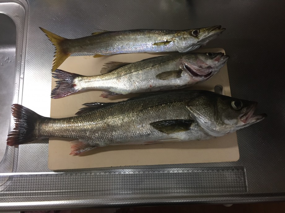 釣りは最高のリフレッシュ 釣ったシーバスを食べてみた