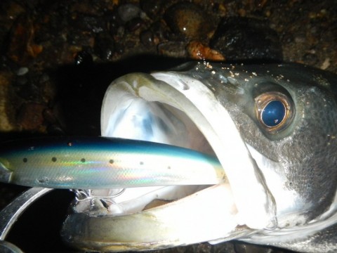 4huwenwcvmfnpdmvnrd2_480_480-2f7f590a.jpg