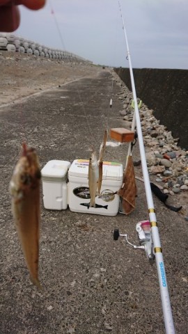 4i72k7297uxo6u8trsa4_480_480-345bb509.jpg