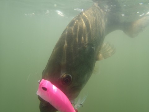 4iiwgc4icxpr6drs2p9c_480_480-28633125.jpg
