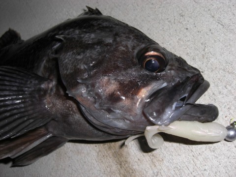 4jiwappu7nrnsvh3dne2_480_480-8e174b7c.jpg