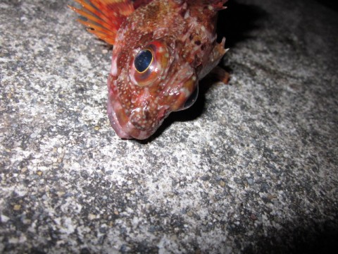 4k63uwo7t33d9wkjdobs_480_480-385699c9.jpg