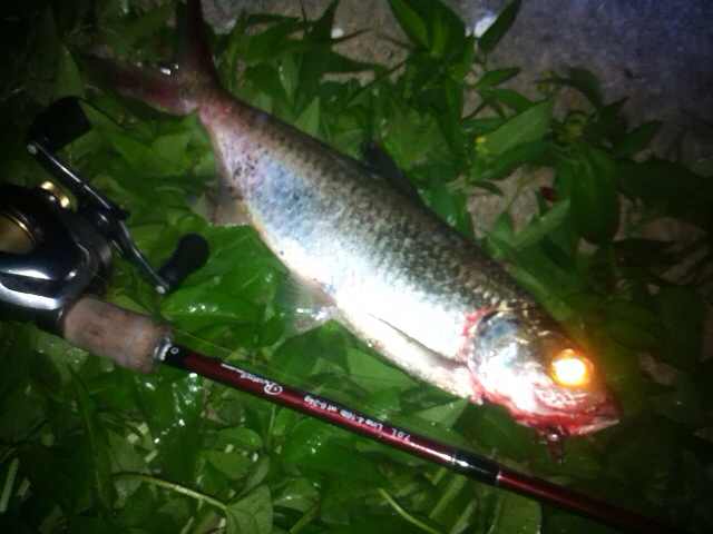 Fishman ナナマルでこんな魚を Fishman ナナマルでこんな魚を