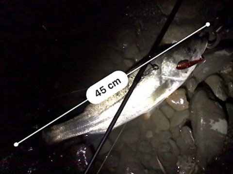 4m5hrefeujhwm5gtisac_480_480-af73fb9e.jpg