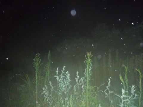 4o63znfkhcxhxdjzrs2d_480_480-e43ff746.jpg