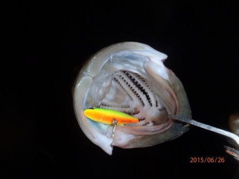 4o8rkyab58dmsvhnnrkf_480_480-2492c520.jpg