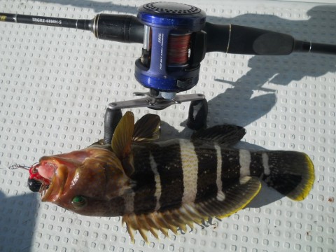 4owpftkpzzugwgij2aa9_480_480-2f06f5bf.jpg