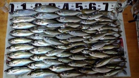 4oxpiobovkfdncoop2de_480_480-614f9ccb.jpg