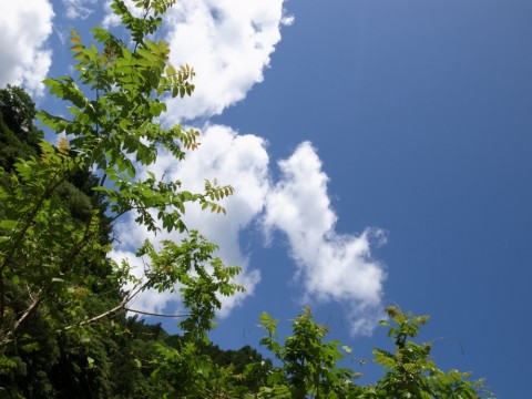 4p9hbdrk37f6uvsx9k9w_480_480-76a1de0d.jpg