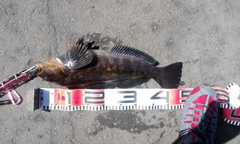 4pt53iewyr7jbu9g983j_480_480-61cee252.jpg