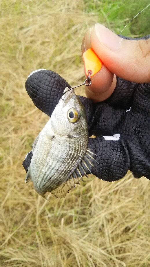 三度の飯より釣りが好き ハゼクランクならぬハゼスプーン そして X