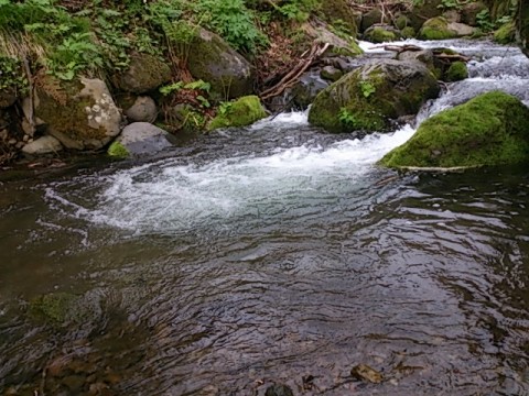 4rjkxsyhp2opdve3i3br_480_480-9a4f8c7f.jpg