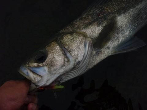 4rr4e6mjeor5ph36nhpj_480_480-096cdba4.jpg