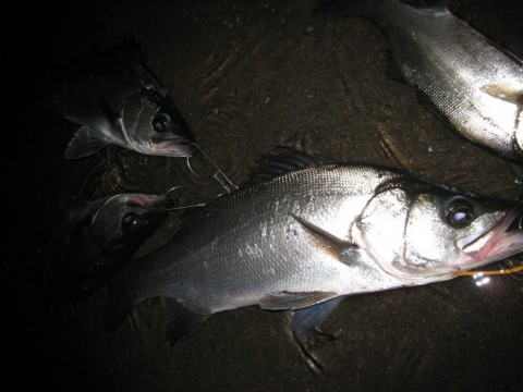 4sh67uxtn5hhgmdzjf5g_480_480-4973ca73.jpg