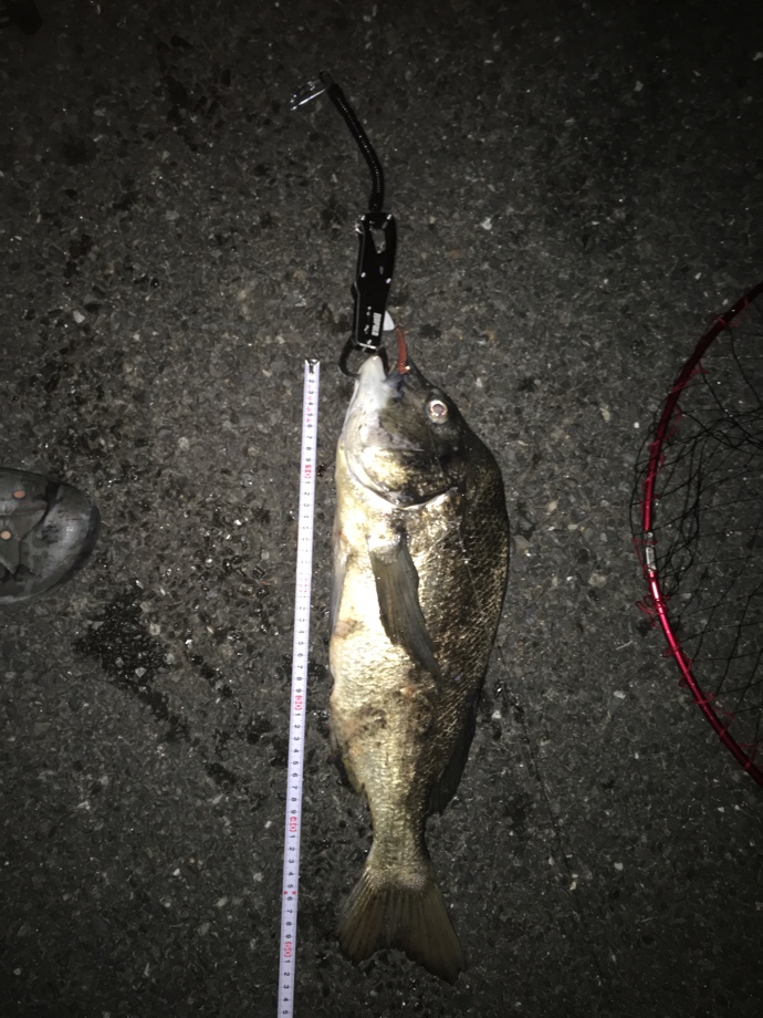 底知れぬ鱸捕獲欲求 釣れない から 釣れる へ