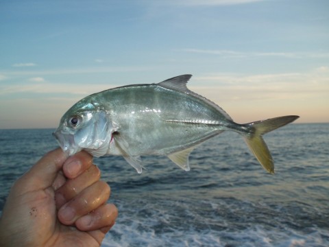 4soycsg74b3b9p77u5ps_480_480-6f33dbc4.jpg