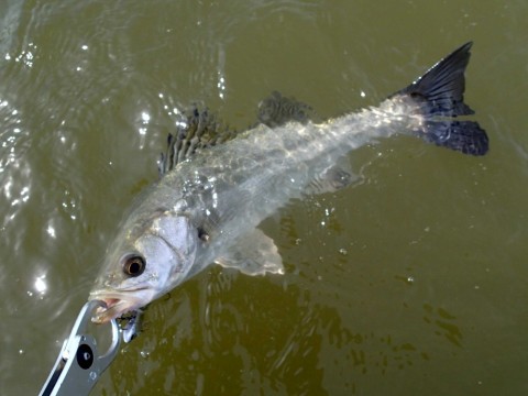 4szejvf3p9kmrmnxbgec_480_480-38d032e2.jpg
