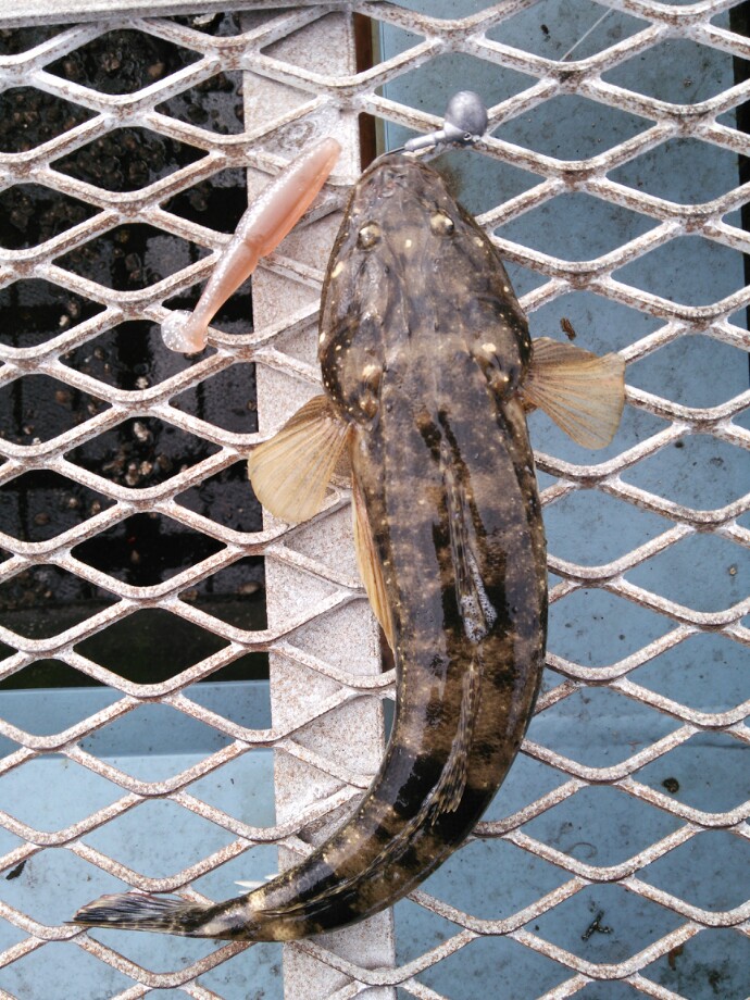 施設 釣り 大黒 海