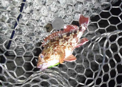 メバリング　ガシラ15センチ